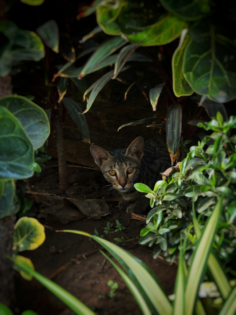 Chat caché dans la verdure