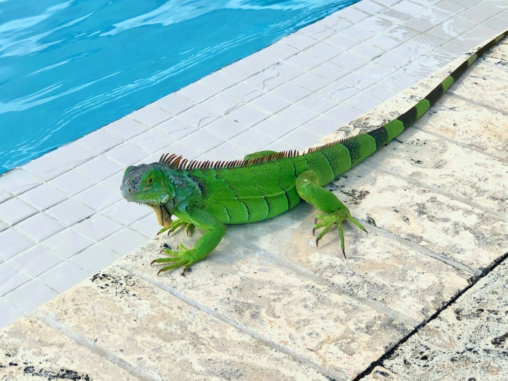 Iguane au bord d'une piscine